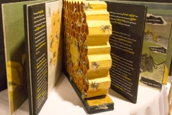 Honey Bee, Collapse of Colonies - Bernadette Castor