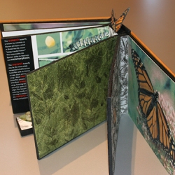 Bernadette Castor - Monarch Butterfly, An Endangered Species