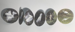 Marilyn Howard-Lakeshore Park Rookery-2020